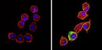 Bax Antibody in Immunocytochemistry (ICC/IF)