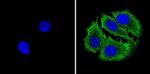 Bax Antibody in Immunocytochemistry (ICC/IF)