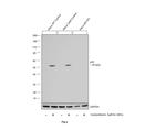 p53 Antibody in Western Blot (WB)