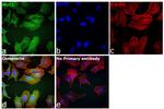 MUC1 Antibody in Immunocytochemistry (ICC/IF)