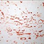 CD36 Antibody in Immunohistochemistry (Frozen) (IHC (F))