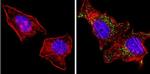 HGF Antibody in Immunocytochemistry (ICC/IF)