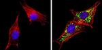 HGF Antibody in Immunocytochemistry (ICC/IF)