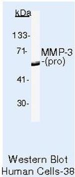 MMP3 Antibody in Western Blot (WB)