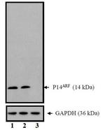 p14ARF Antibody