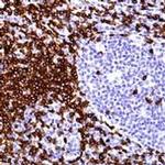 CD3e Antibody in Immunohistochemistry (Paraffin) (IHC (P))