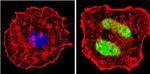 Cyclin D1 Antibody in Immunocytochemistry (ICC/IF)