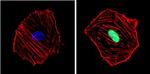 Cyclin D1 Antibody in Immunocytochemistry (ICC/IF)