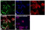 p53 Antibody in Immunocytochemistry (ICC/IF)