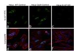 Ki-67 Antibody in Immunocytochemistry (ICC/IF)