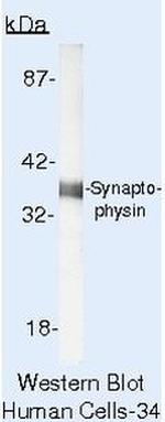 Synaptophysin Antibody in Western Blot (WB)