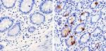 Chromogranin A Antibody in Immunohistochemistry (Paraffin) (IHC (P))