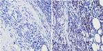 PAX5 Antibody in Immunohistochemistry (Paraffin) (IHC (P))