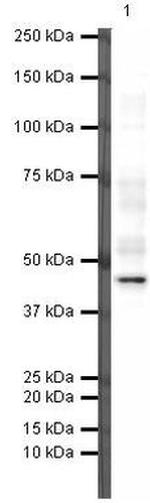 PAX5 Antibody in Western Blot (WB)