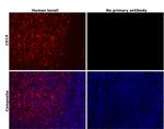 CD14 Antibody in Immunohistochemistry (Paraffin) (IHC (P))