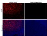 CD14 Antibody in Immunohistochemistry (Paraffin) (IHC (P))