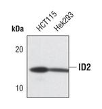 ID2 Antibody in Western Blot (WB)