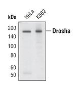 Drosha Antibody in Western Blot (WB)