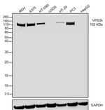 VPS34 Antibody