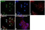 JMJD1B Antibody in Immunocytochemistry (ICC/IF)