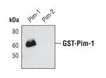 PIM1 Antibody in Western Blot (WB)