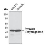 PDHA1 Antibody in Western Blot (WB)