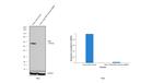 PKM1/PKM2 Antibody