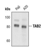 TAB2 Antibody in Western Blot (WB)