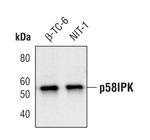 DNAJC3 Antibody in Western Blot (WB)