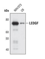 PSIP1 Antibody in Western Blot (WB)