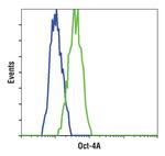 OCT4 Antibody in Flow Cytometry (Flow)