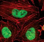 OCT4 Antibody in Immunocytochemistry (ICC/IF)