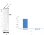 FOXO1 Antibody