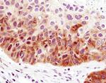 FOXO1 Antibody in Immunohistochemistry (Paraffin) (IHC (P))