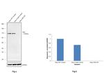 HK2 Antibody in Western Blot (WB)