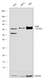 RelB Antibody in Western Blot (WB)