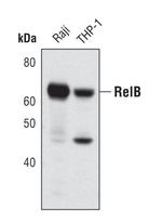 RelB Antibody in Western Blot (WB)