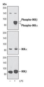 Phospho-IKK alpha/beta (Ser176, Ser177) Antibody in Western Blot (WB)