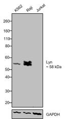 Lyn Antibody in Western Blot (WB)