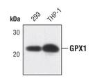 GPX1 Antibody in Western Blot (WB)