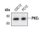 PKC lambda/iota Antibody in Western Blot (WB)