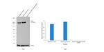 FASN Antibody in Western Blot (WB)