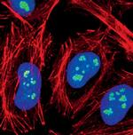 Fibrillarin Antibody in Immunocytochemistry (ICC/IF)