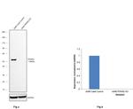 PPAR gamma Antibody in Western Blot (WB)