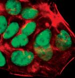 HNF4A Antibody in Immunocytochemistry (ICC/IF)