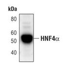 HNF4A Antibody in Western Blot (WB)