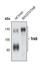 TrkB Antibody in Western Blot (WB)