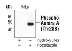 Phospho-Aurora A (Thr288) Antibody in Western Blot (WB)