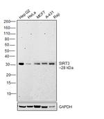 SIRT3 Antibody in Western Blot (WB)