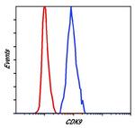 CDK9 Antibody in Flow Cytometry (Flow)